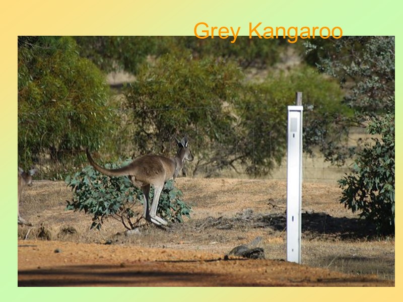 46 Grey Kangaroo